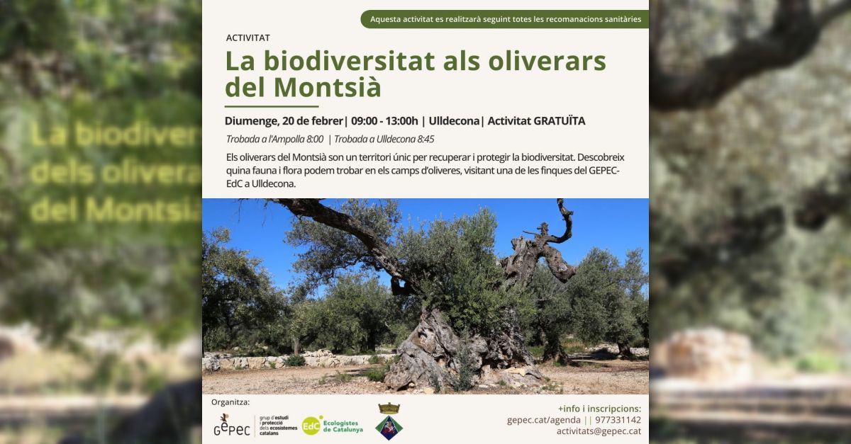 La biodiversitat als oliverars del Montsi