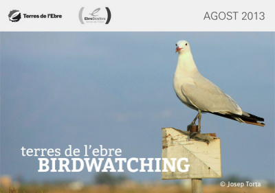 Birdwatching Terres de l’Ebre, agost 2014 | EbreActiu.cat, revista digital d’oci actiu | Terres de l’Ebre ...