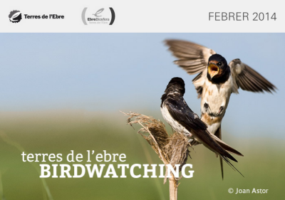 Birdwatching Terres de l’Ebre, agost 2014 | EbreActiu.cat, revista digital d’oci actiu | Terres de l’Ebre ...