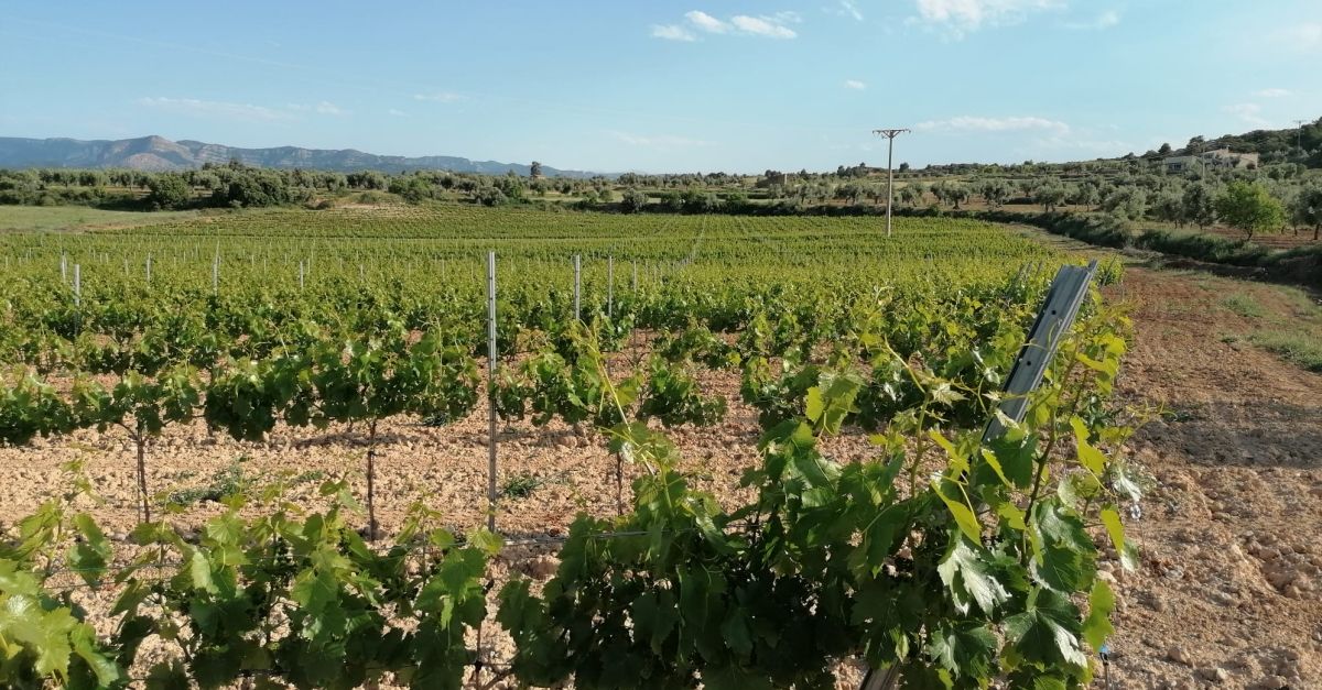 Bodegas Crial | EbreActiu.cat, revista digital d’oci actiu | Terres de l’Ebre ...