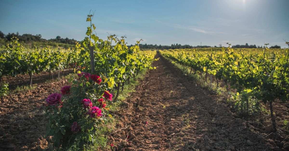 Bodegas Crial | EbreActiu.cat, revista digital d’oci actiu | Terres de l’Ebre ...