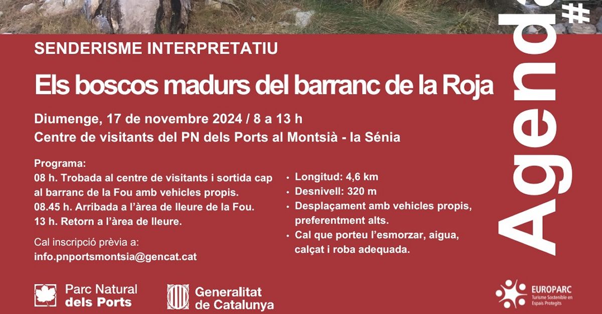 Els boscos madurs del barranc de la Roja