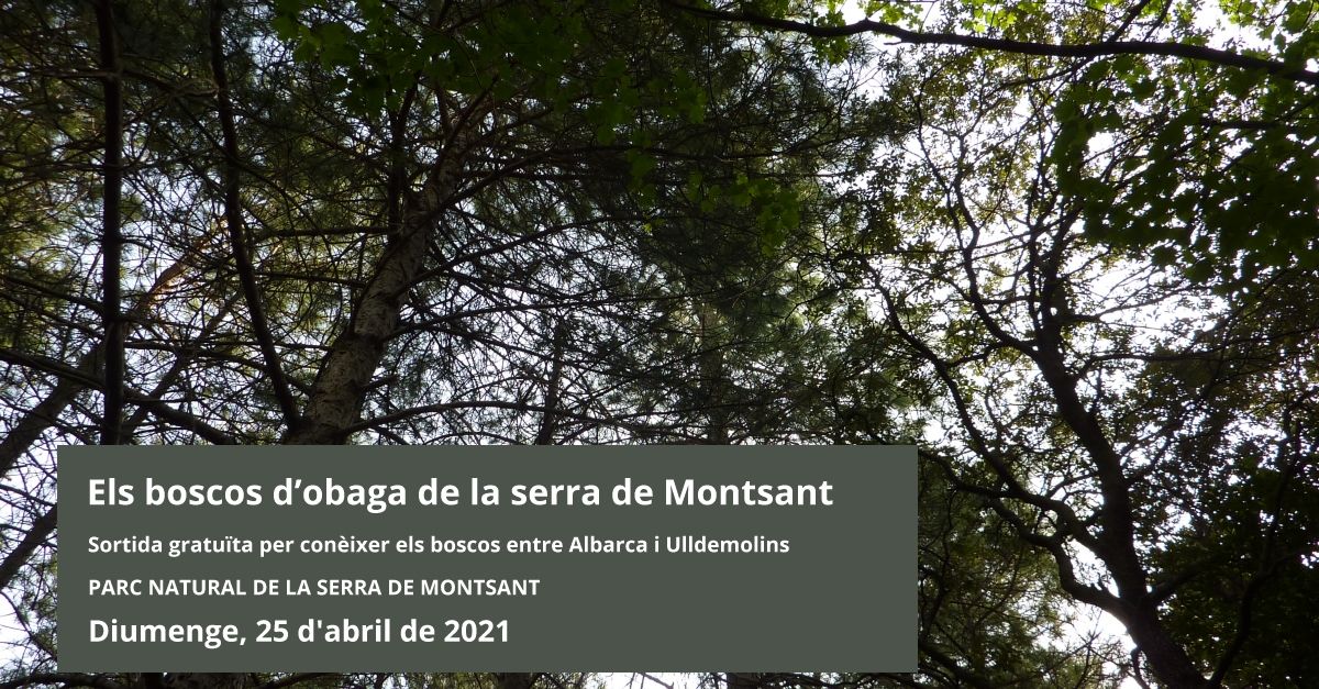 Los bosques de umbra de la sierra de Montsant