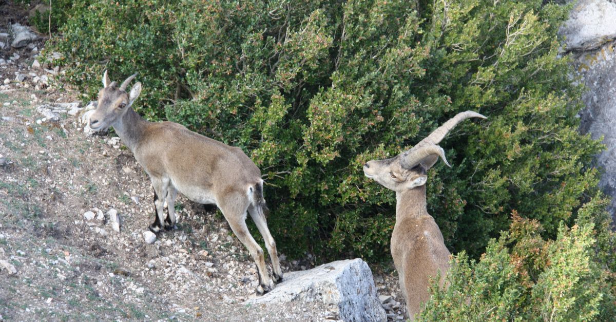 Uni de Pagesos denuncia que els controls de fauna cinegtica "no funcionen" i que hi ha massa animals amb tuberculosi | EbreActiu.cat, revista digital d’oci actiu | Terres de l’Ebre ...