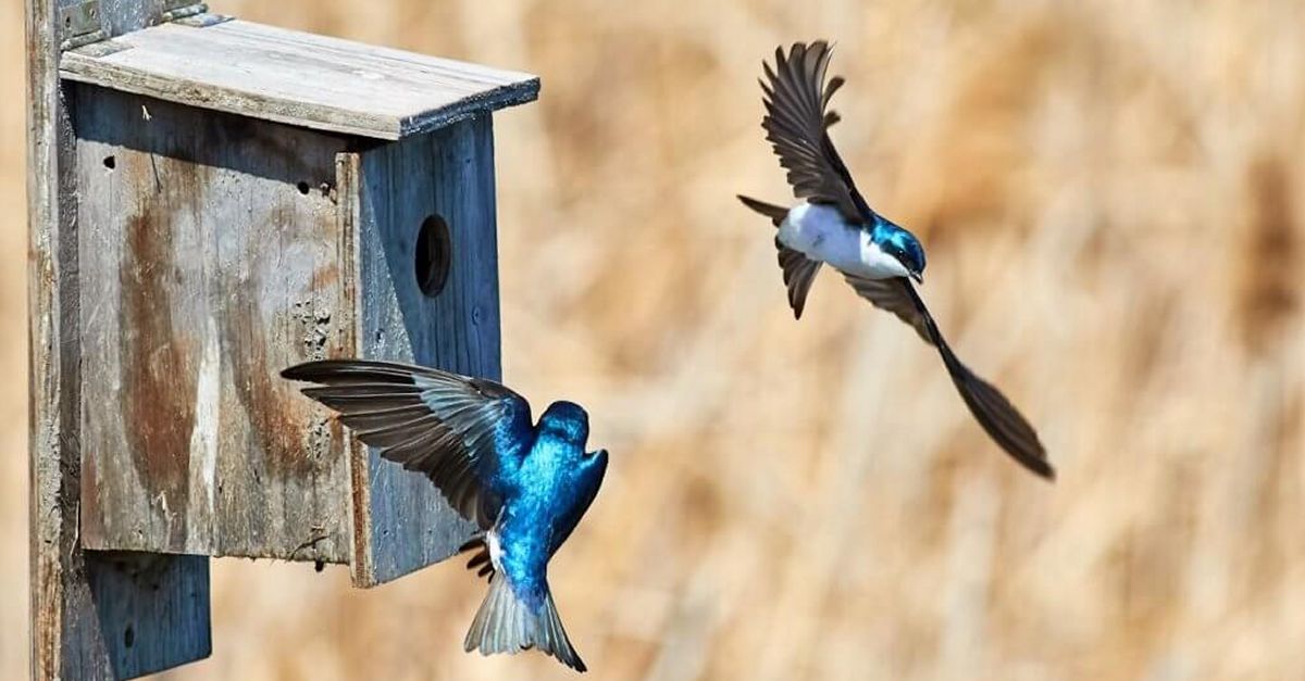 Cajas nido para nuestros pjaros