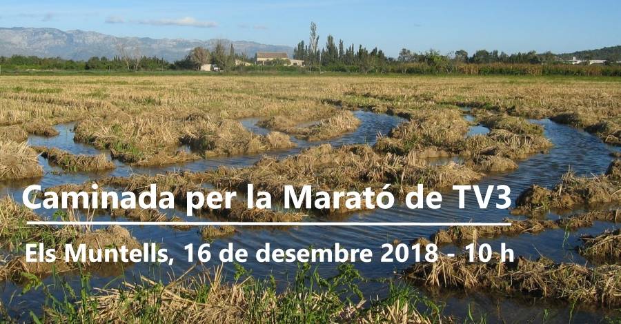 Caminada per la Marat de TV3