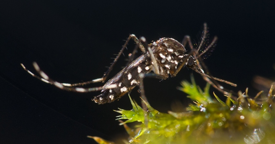 Campanya a les escoles de prevenci i control del mosquit tigre | EbreActiu.cat, revista digital d’oci actiu | Terres de l’Ebre ...