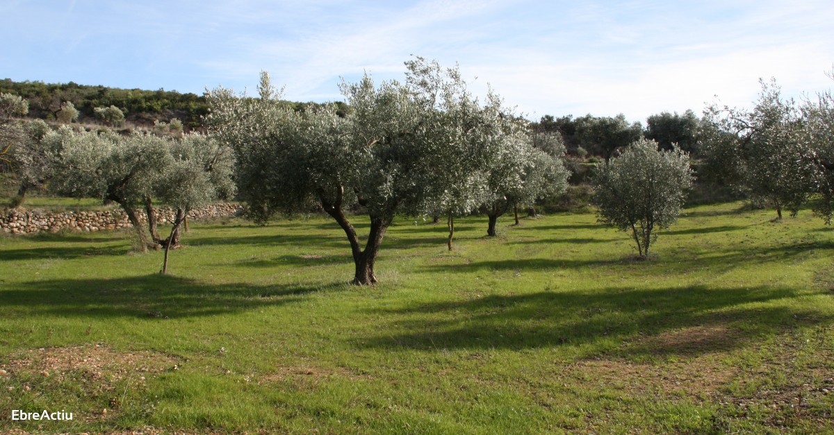 La Terra Alta arrenca una campanya de promoci de l’oli d’oliva de la varietat Empeltre | EbreActiu.cat, revista digital d’oci actiu | Terres de l’Ebre ...