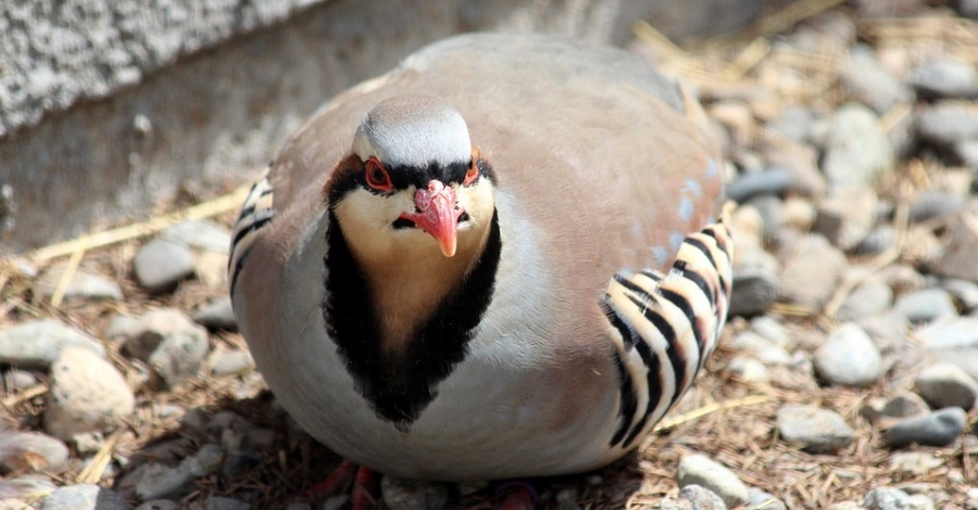 La Societat de Caadors d’Ulldecona engega una campanya de repoblaci de fauna salvatge | EbreActiu.cat, revista digital d’oci actiu | Terres de l’Ebre ...