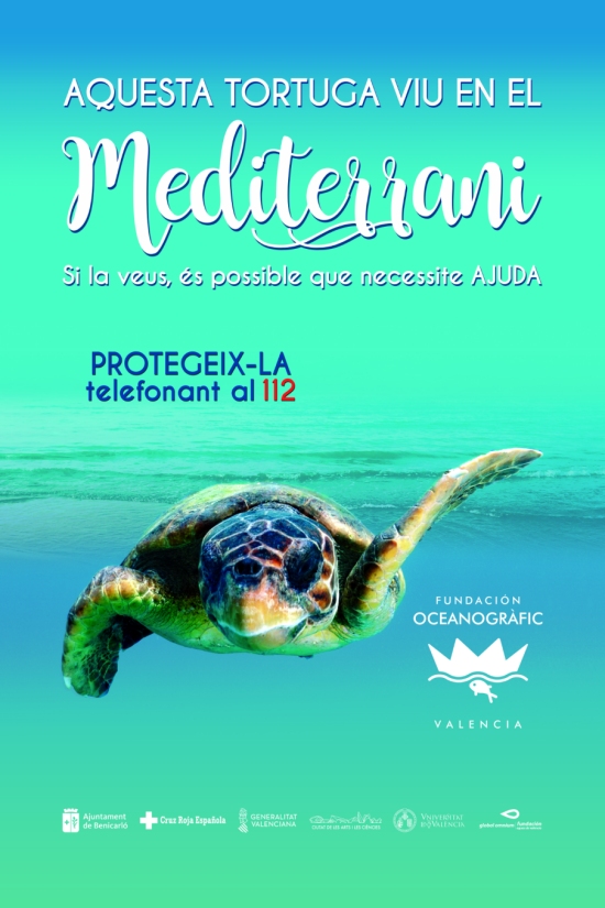 Benicarl s’adhereix a la campanya Tortugues al Mediterrani de la Fundaci Oceanogrfic | EbreActiu.cat, revista digital d’oci actiu | Terres de l’Ebre ...