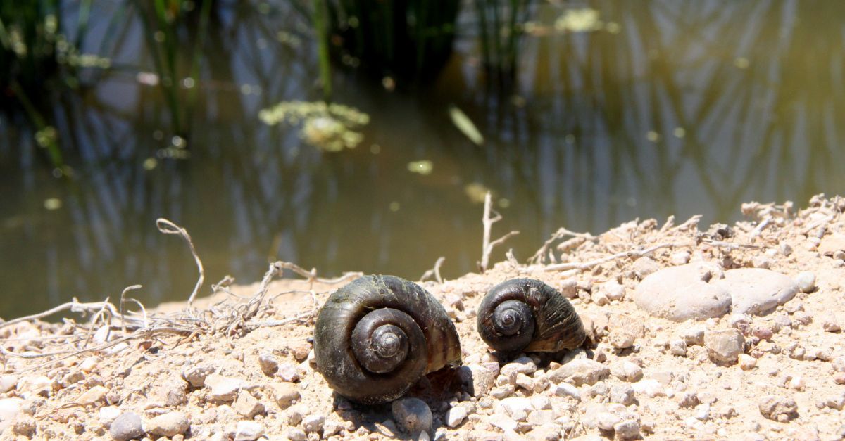 La presncia del caragol maana a l’hemidelta esquerre es triplica en un any i es descontrola a l’hemidelta dret | EbreActiu.cat, revista digital d’oci actiu | Terres de l’Ebre ...