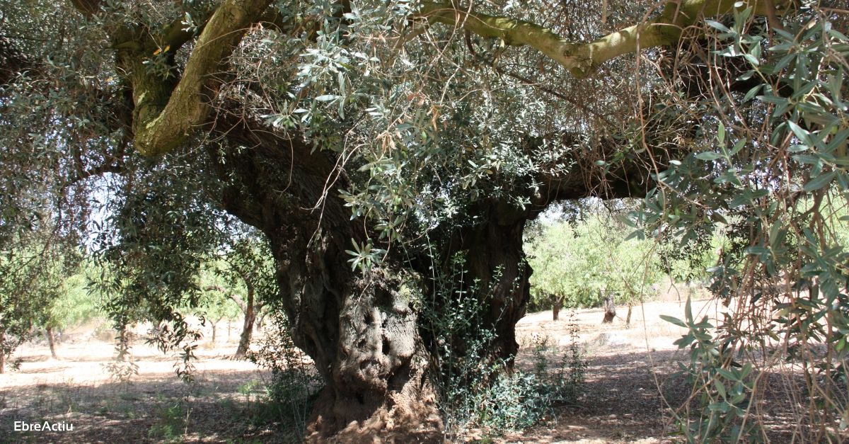 Avana el projecte de catalogaci de les oliveres centenries i singulars al Matarranya | EbreActiu.cat, revista digital d’oci actiu | Terres de l’Ebre ...