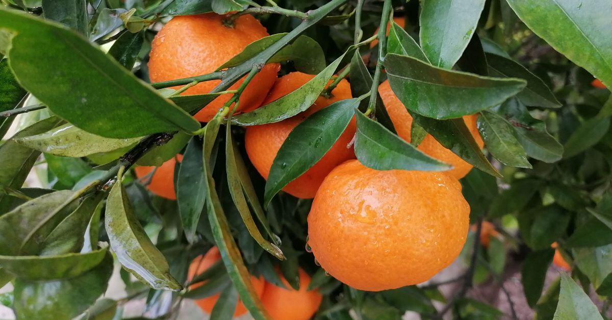 La producci de taronges cau un 25% i la de mandarines un 14% | EbreActiu.cat, revista digital d’oci actiu | Terres de l’Ebre ...