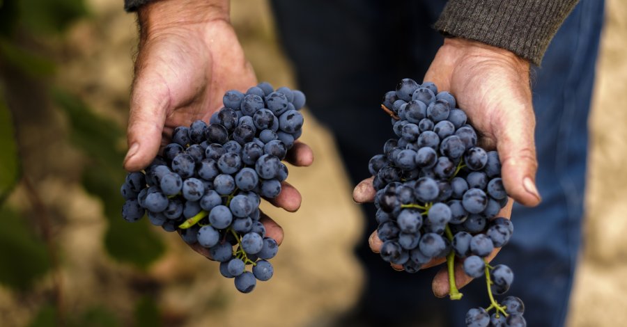 Celler Piol - Batea, DO Terra Alta | EbreActiu.cat, revista digital d’oci actiu | Terres de l’Ebre ...