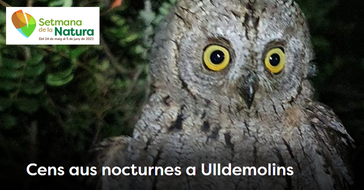 Censo de aves nocturnas en Ulldemolins - #SetmanaNatura2021