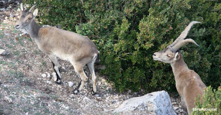 La poblaci de cabra salvatge arriba al centenar d’exemplars al Parc Natural de Montsant | EbreActiu.cat, revista digital d’oci actiu | Terres de l’Ebre ...