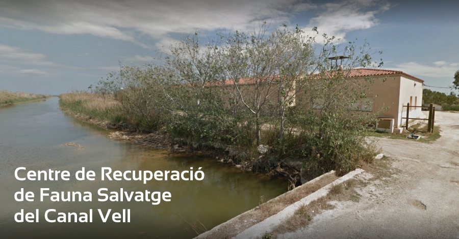 Visita al Centro de recuperacin de fauna salvatje del Canal Vell (delta del Ebro)