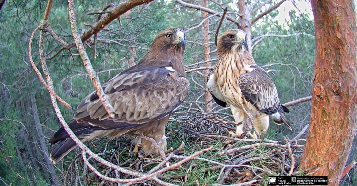 Cinc anys de seguiment en directe d’una parella d’guiles calades al Parc Natural dels Ports | EbreActiu.cat, revista digital d’oci actiu | Terres de l’Ebre ...