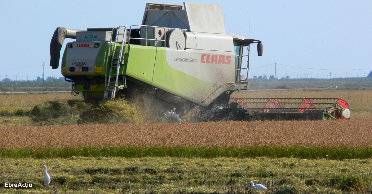 Descens del 10% en la collita d’arrs en una campanya atpica | EbreActiu.cat, revista digital d’oci actiu | Terres de l’Ebre ...