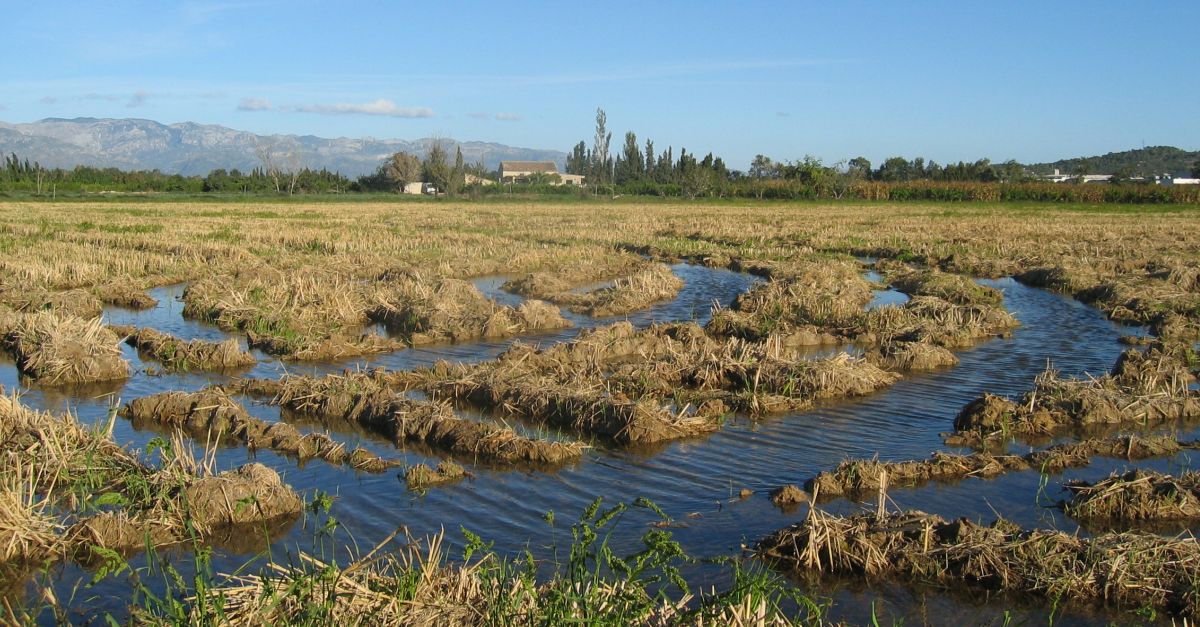 Els arrossaires salven la collita d’arrs al Delta per la minva de la producci s’apropar al 30% | EbreActiu.cat, revista digital d’oci actiu | Terres de l’Ebre ...