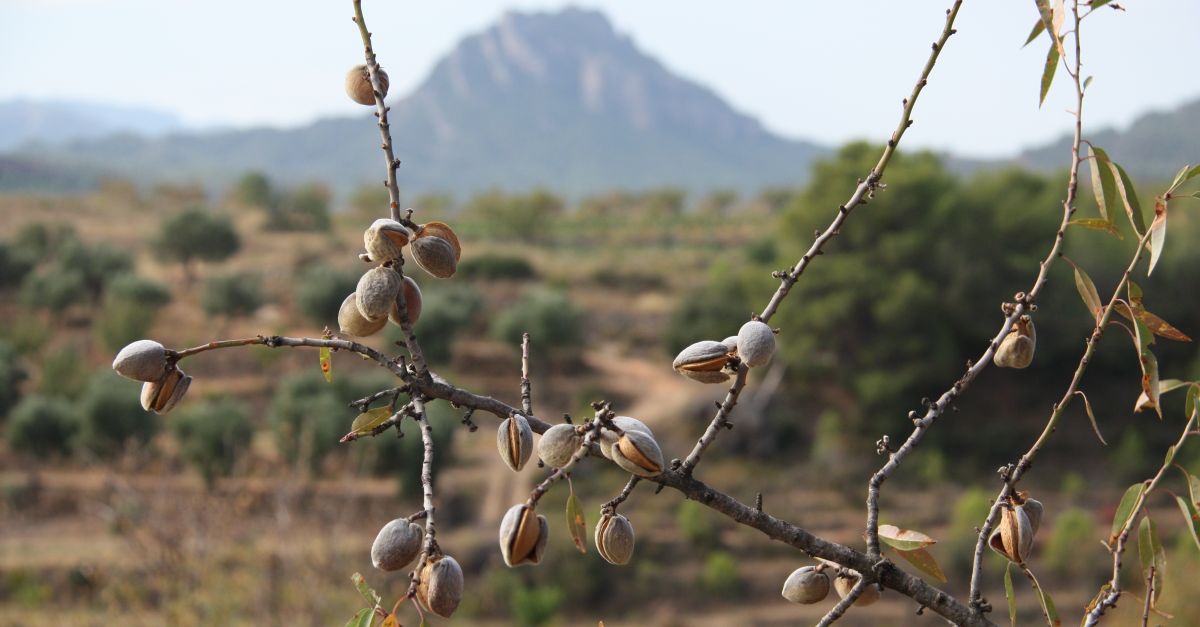 Les collites d’enguany d’ametlla i garrofa seran curtes per amb perspectives de mercat positives | EbreActiu.cat, revista digital d’oci actiu | Terres de l’Ebre ...