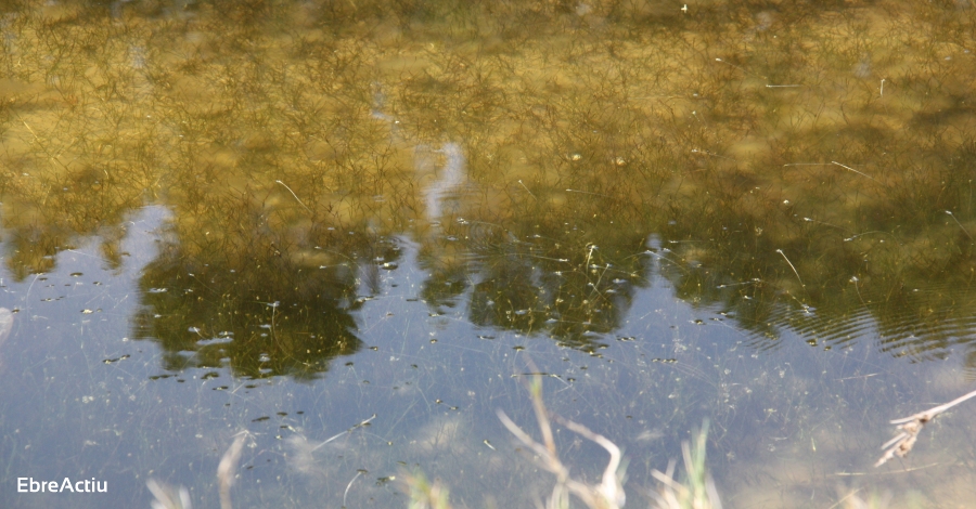 El COPATE comena la campanya de control del mosquit al delta de l’Ebre | EbreActiu.cat, revista digital d’oci actiu | Terres de l’Ebre ...