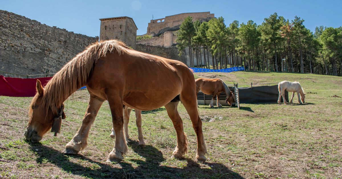 Comena ledici 2024 de la Fira de Morella