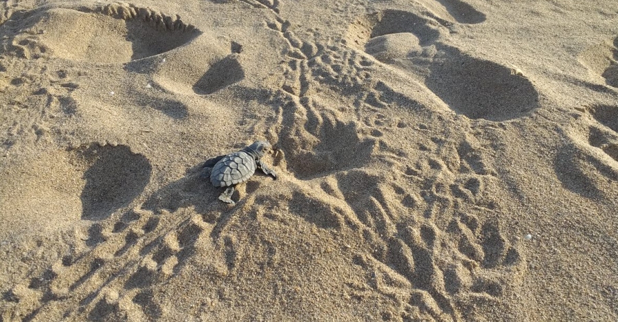 Comena la temporada de cria de la tortuga careta a les platges de Catalunya | EbreActiu.cat, revista digital d’oci actiu | Terres de l’Ebre ...