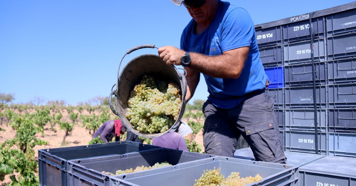 La sequera avana la verema i redueix la collita fins un 30% a les vinyes del Camp de Tarragona i les Terres de l’Ebre | EbreActiu.cat, revista digital d’oci actiu | Terres de l’Ebre ...