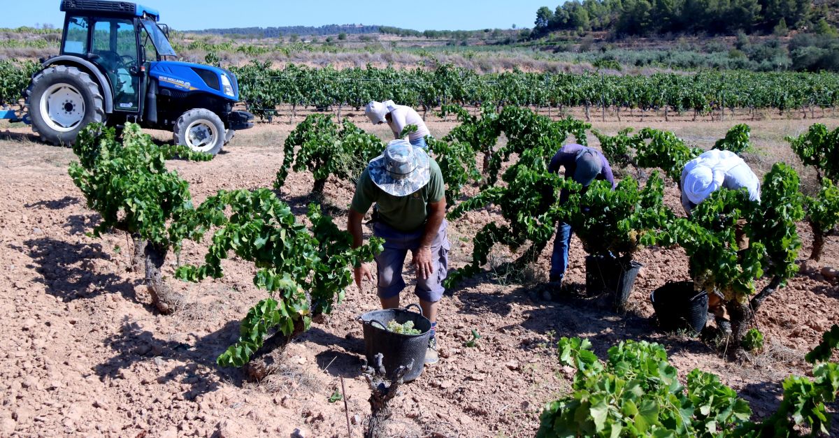 La sequera avana la verema i redueix la collita fins un 30% a les vinyes del Camp de Tarragona i les Terres de l’Ebre | EbreActiu.cat, revista digital d’oci actiu | Terres de l’Ebre ...