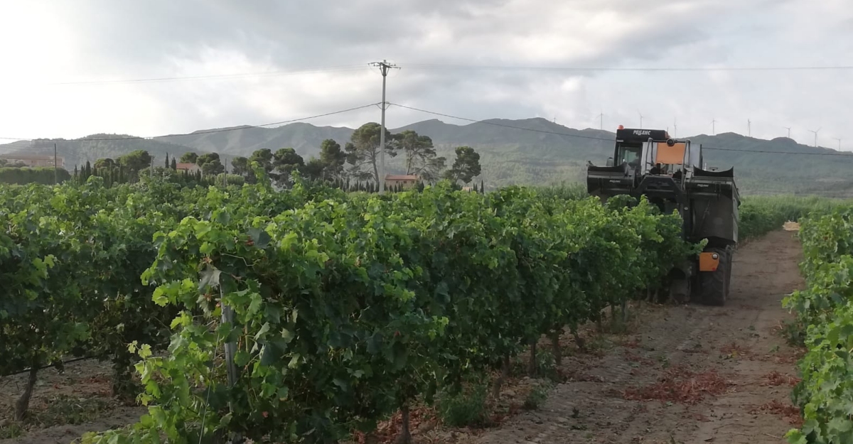 La DO Tarragona avana amb una verema molt incerta a causa de l’afectaci del mldiu | EbreActiu.cat, revista digital d’oci actiu | Terres de l’Ebre ...