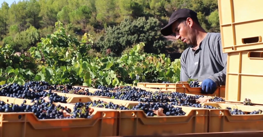 Comena la verema de les varietats ms primerenques a la DOQ Priorat | EbreActiu.cat, revista digital d’oci actiu | Terres de l’Ebre ...