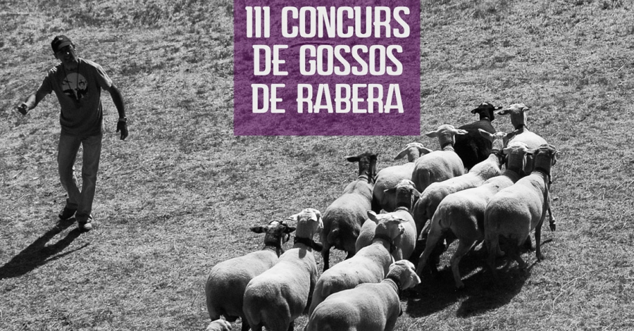 III Concurs de gossos de rabera de Morella