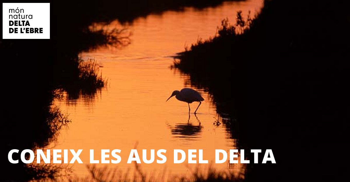 Coneix les aus del Delta de lEbre