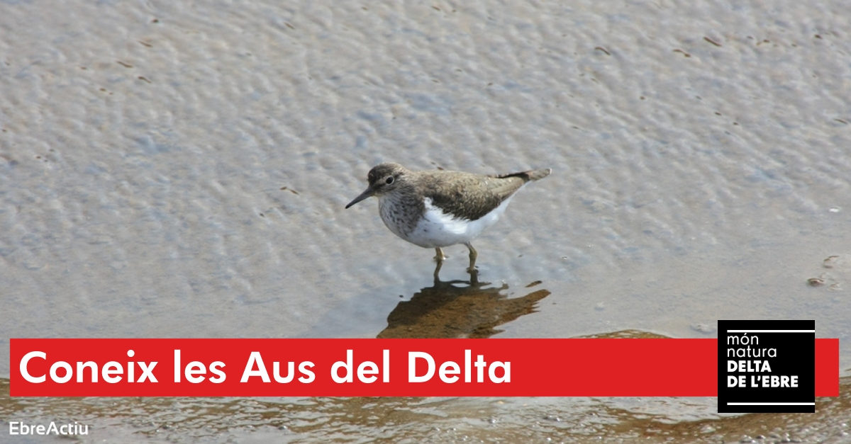 Les aus del Delta de lEbre. Sortida diniciaci ornitolgica al Delta de lEbre