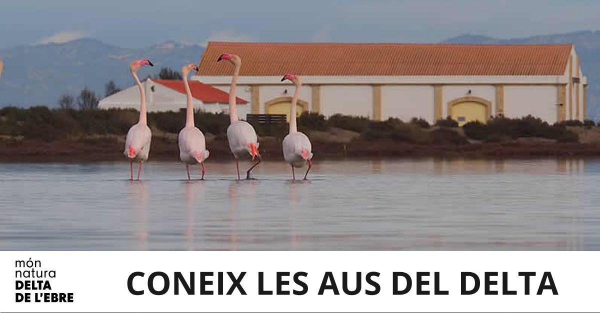 Coneix les aus del Delta de lEbre