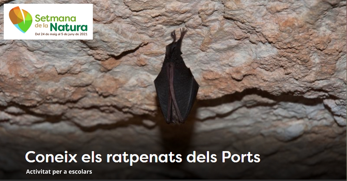 Xerrada: Coneix els ratpenats dels Ports - #SetmanaNatura2021