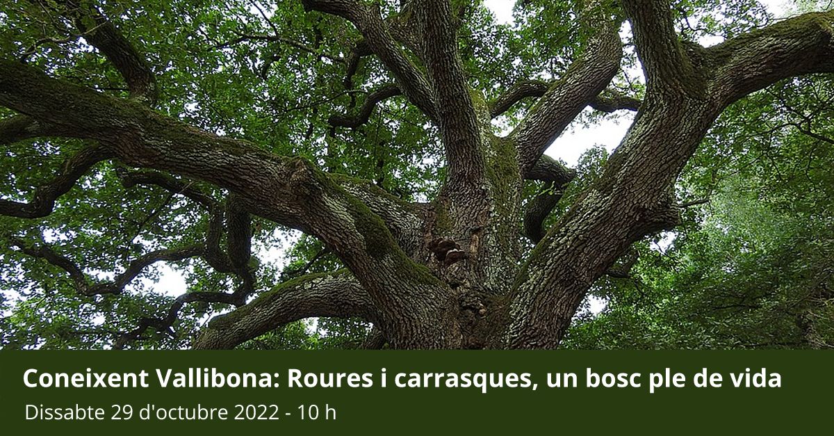 Coneixent Vallibona: Roures i carrasques, un bosc ple de vida