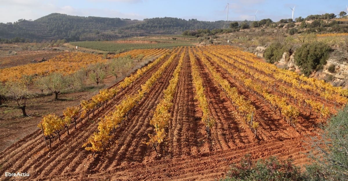 El Consell Comarcal de la Terra Alta teje sinergias con la DO Terra Alta para promover el vino de la comarca | EbreActiu.cat, revista digital de ocio activo | Terres de l’Ebre...