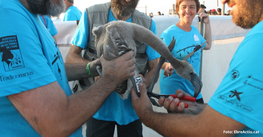 El conseller Calvet participar en el anillamiento de flamencos en el Parque Natural del Delta de l’Ebre | EbreActiu.cat, revista digital de ocio activo | Terres de l’Ebre...