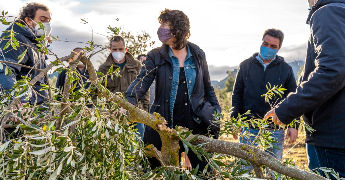 Agricultura presenta la proposta d’ajuts per a recuperar el potencial productiu de l’olivera desprs Filomena | EbreActiu.cat, revista digital d’oci actiu | Terres de l’Ebre ...