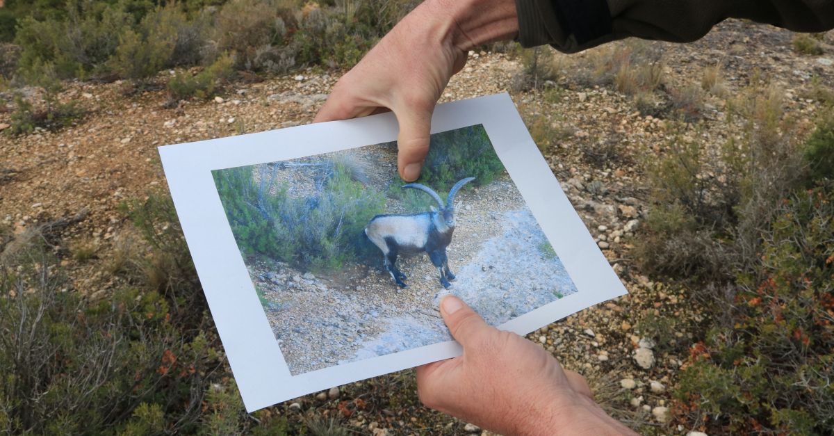 La poblaci de cabra salvatge es consolida al parc natural del Montsant desprs de 20 anys i cap episodi de sarna | EbreActiu.cat, revista digital d’oci actiu | Terres de l’Ebre ...