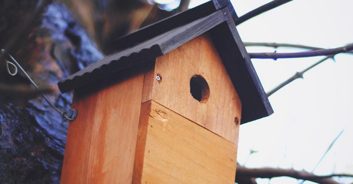 Construimos cajas nido para pjaros