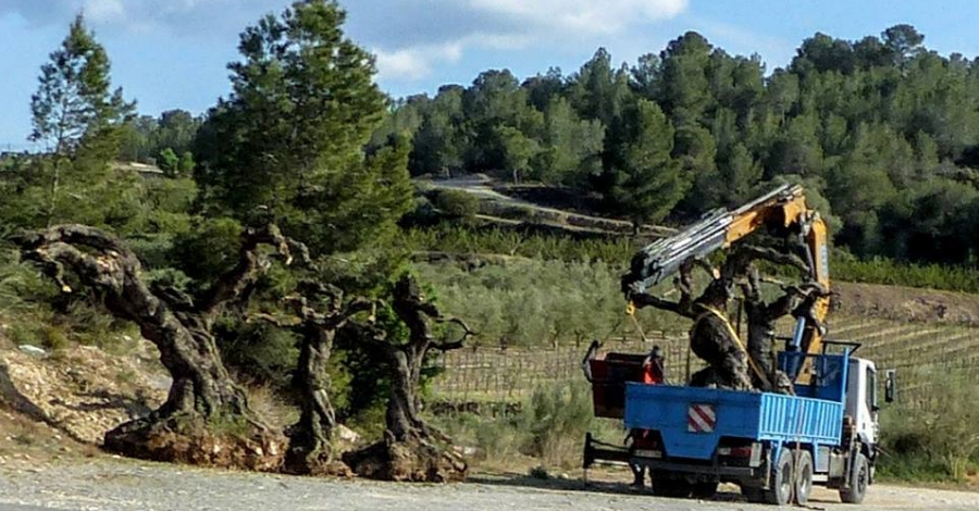 Acci urgent davant l’actual arrencada d’oliveres monumentals a la foia d’Ulldecona | EbreActiu.cat, revista digital d’oci actiu | Terres de l’Ebre ...