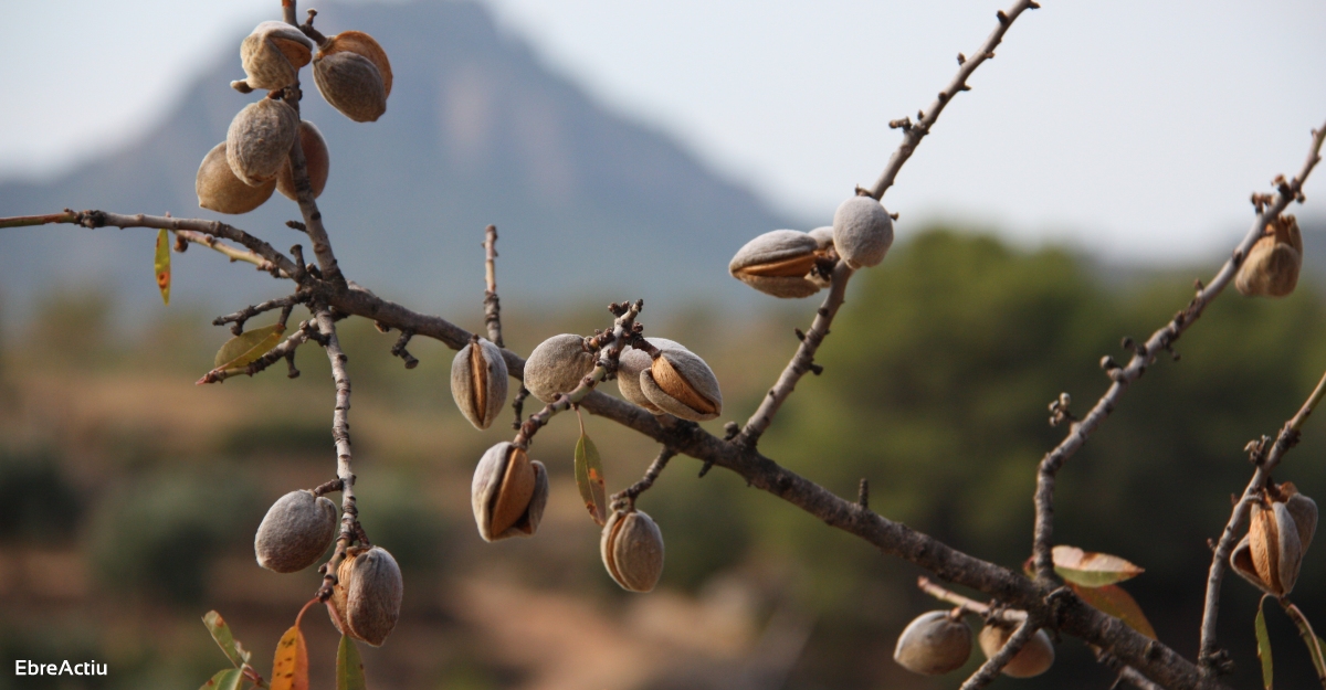 Las cooperativas agrarias, preocupadas por el desplome del precio de la almendra | EbreActiu.cat, revista digital de ocio activo | Terres de l’Ebre...