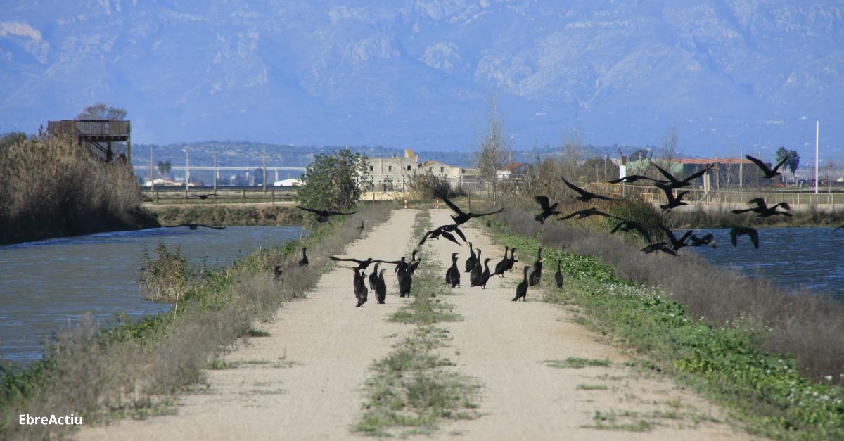 Mxim histric d’ocells aqutics hivernals al delta de l’Ebre | EbreActiu.cat, revista digital d’oci actiu | Terres de l’Ebre ...