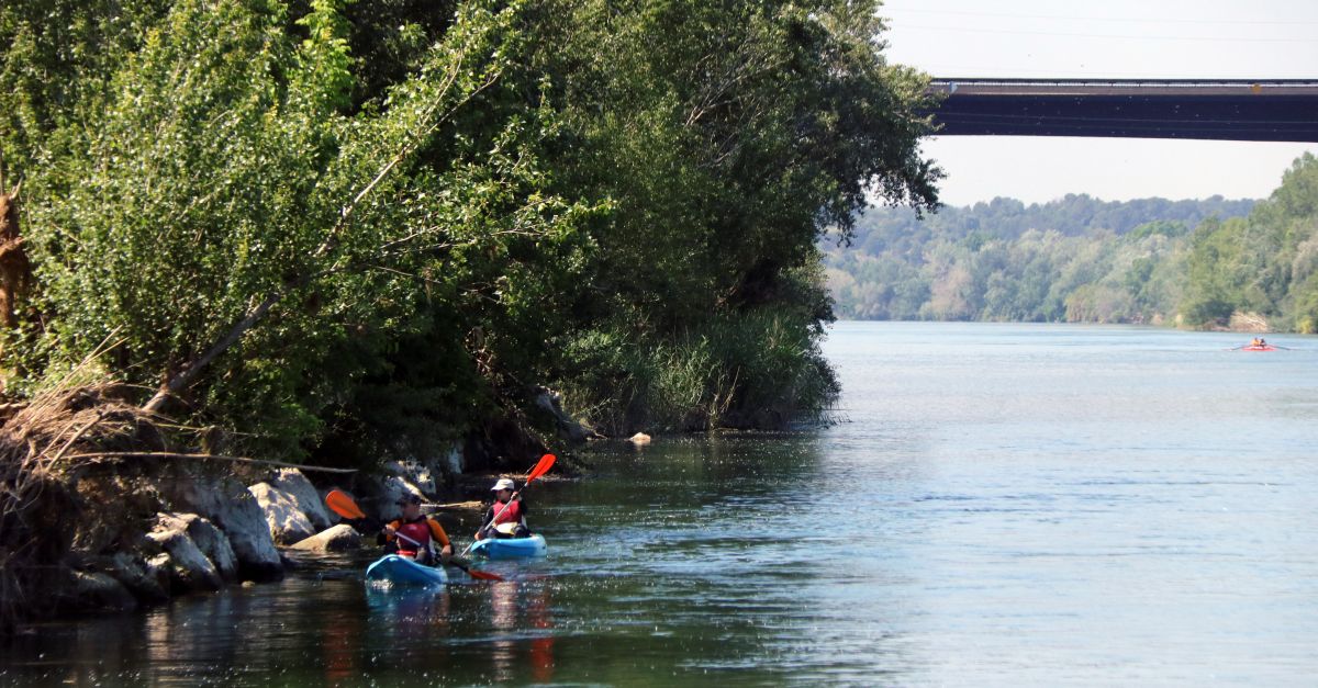 El cranc blau neteja de caragol maana l’Ebre aiges amunt de Tortosa | EbreActiu.cat, revista digital d’oci actiu | Terres de l’Ebre ...