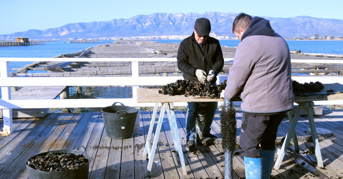 Els productors de musclos del delta de l’Ebre assagen l’s de cria procedent de piscifactories de l’Ametlla de Mar | EbreActiu.cat, revista digital d’oci actiu | Terres de l’Ebre ...