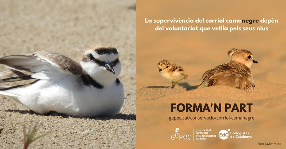 El GEPEC fa una crida de voluntariat per protegir el corriol camanegre | EbreActiu.cat, revista digital d’oci actiu | Terres de l’Ebre ...