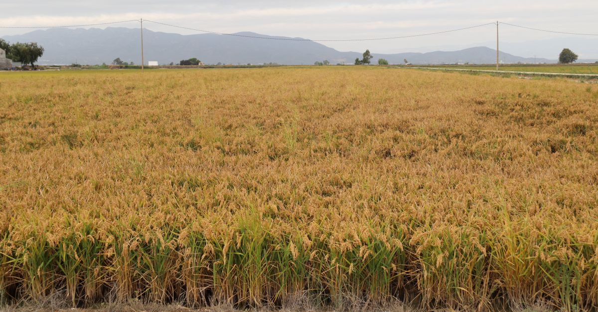 La collita d’arrs cau un 13,8% i esdev la ms baixa de les darreres dcades | EbreActiu.cat, revista digital d’oci actiu | Terres de l’Ebre ...